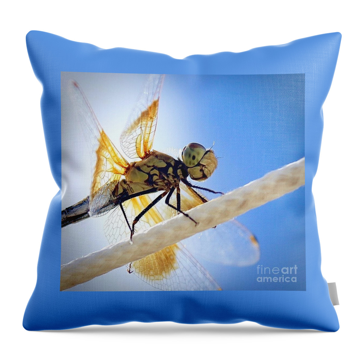 Eastern Amberwing Dragon Fly Throw Pillow featuring the photograph Libelle by Elisabeth Derichs