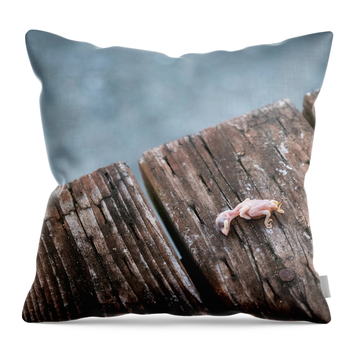 Animals Throw Pillow featuring the photograph Life Abbreviated by Mary Lee Dereske