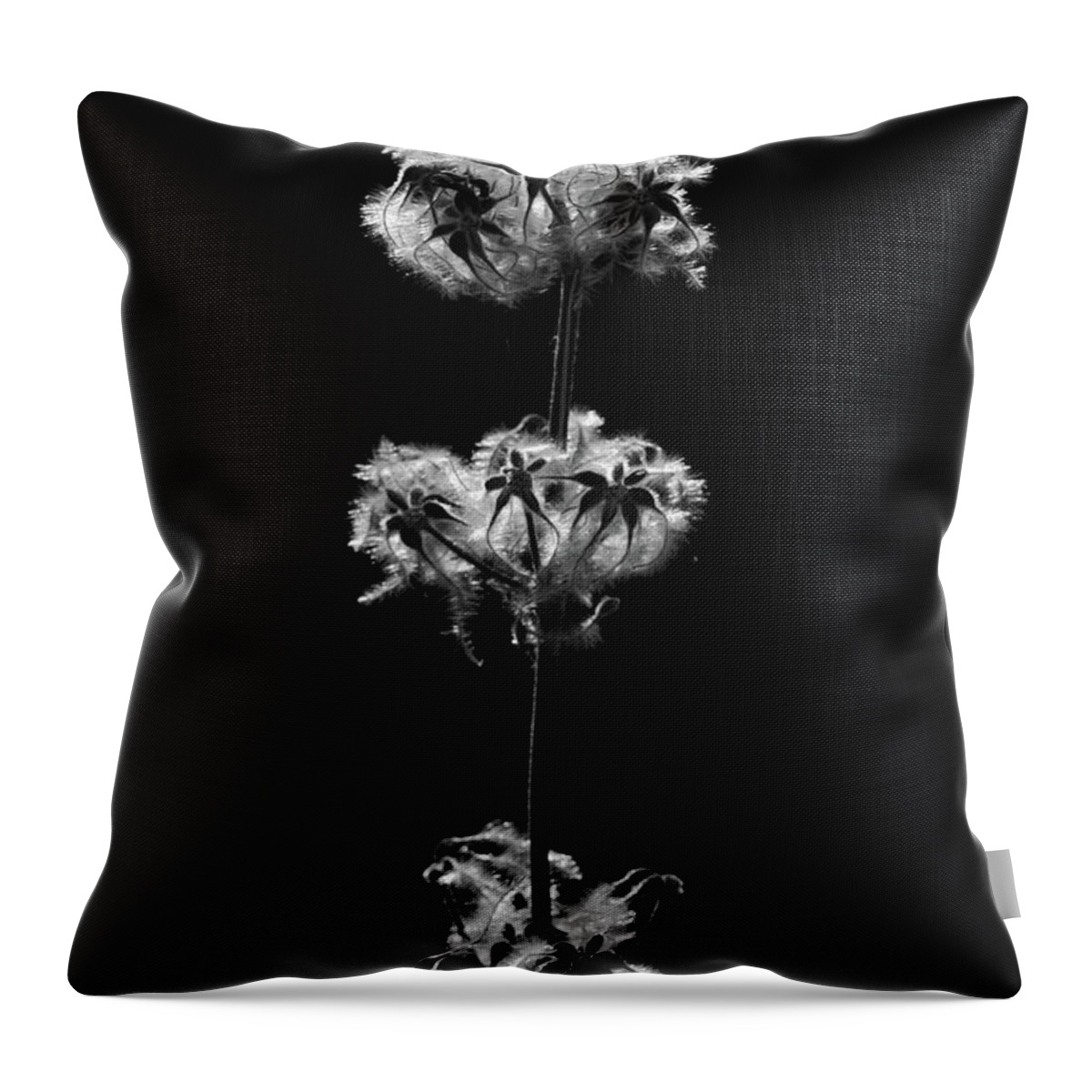 Seeds Throw Pillow featuring the photograph Life Circle by Catherine Lau