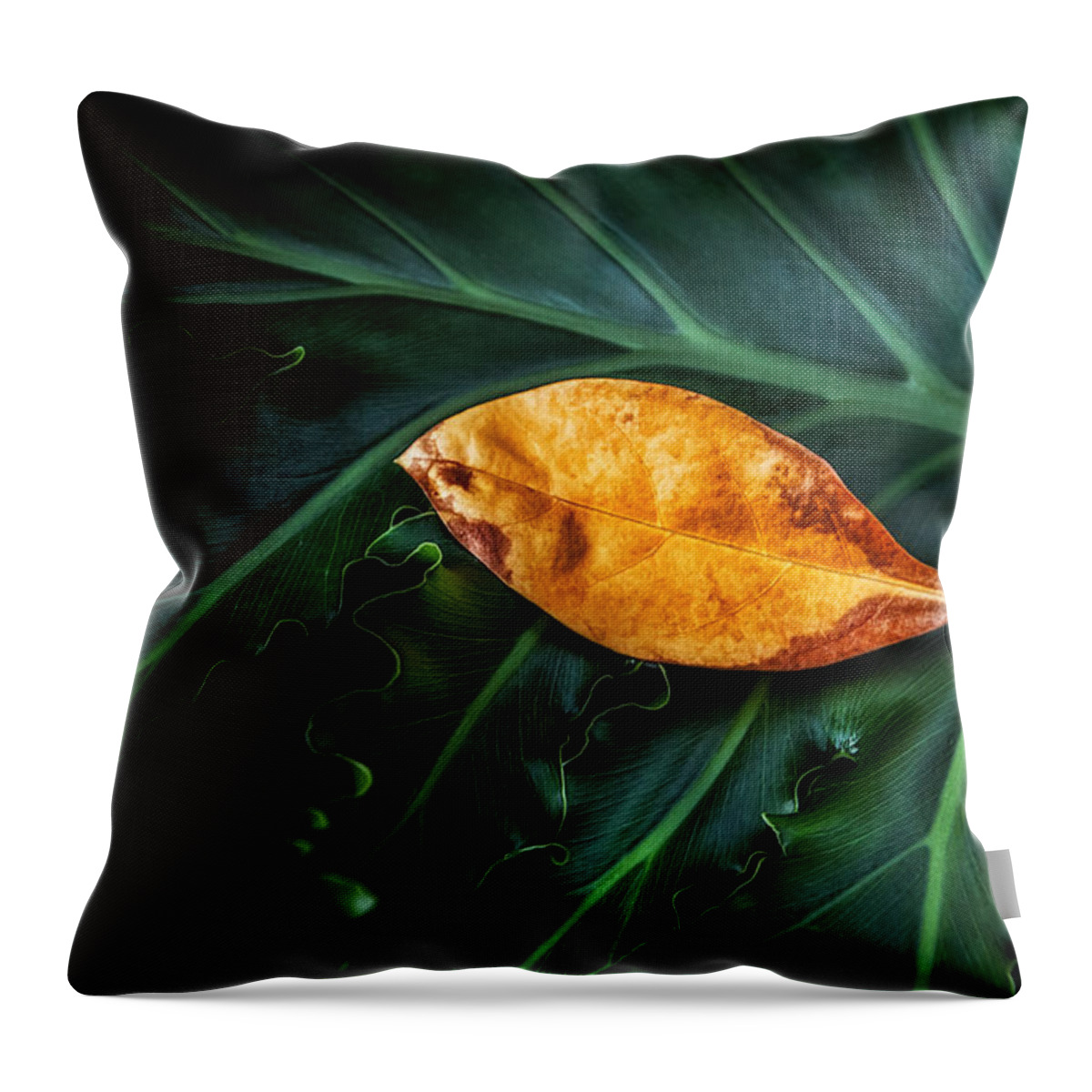 Botanical Throw Pillow featuring the photograph Life Cycle Still Life by Tom Mc Nemar