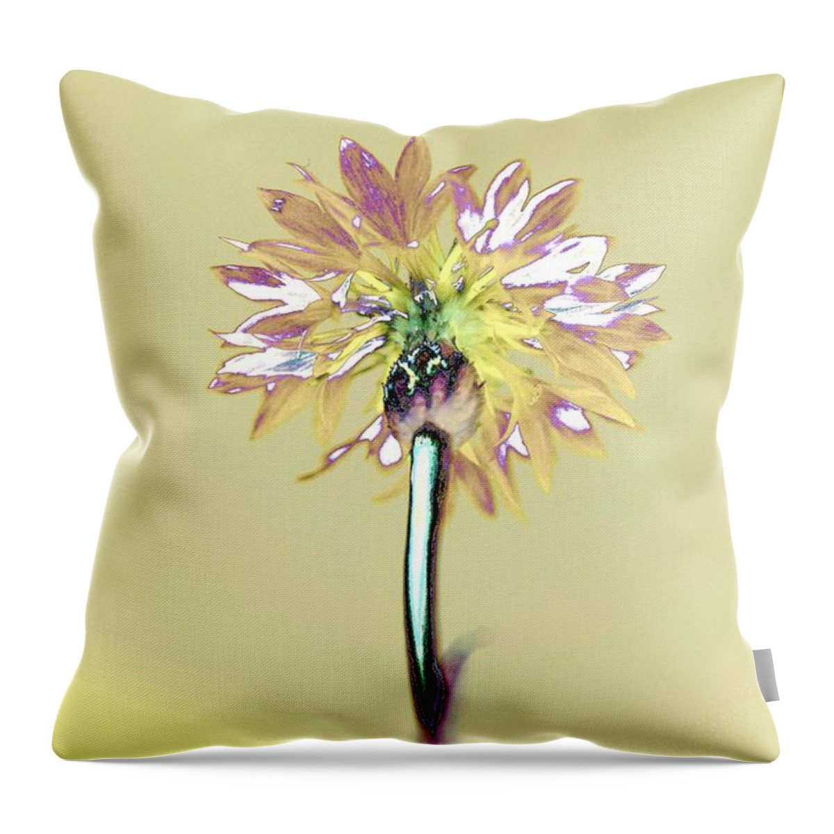 Flower Throw Pillow featuring the photograph Light and Lovely by Dani McEvoy