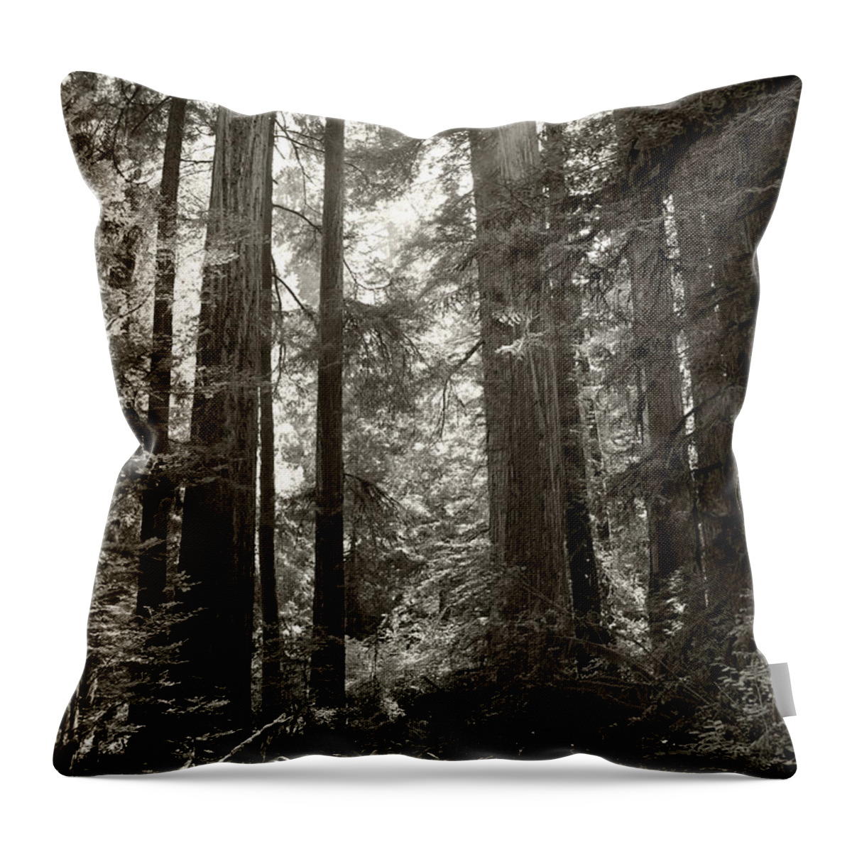 Redwoods Throw Pillow featuring the photograph Light through Redwoods by Kathleen Grace