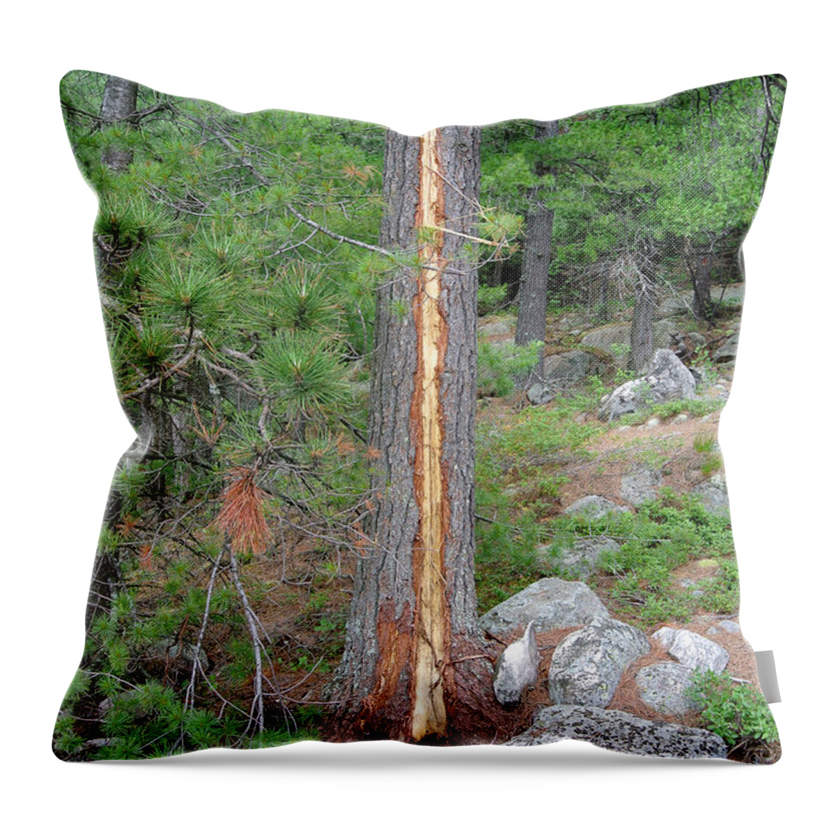Tree Throw Pillow featuring the photograph Lightning Strike On Tree by Ted Kinsman