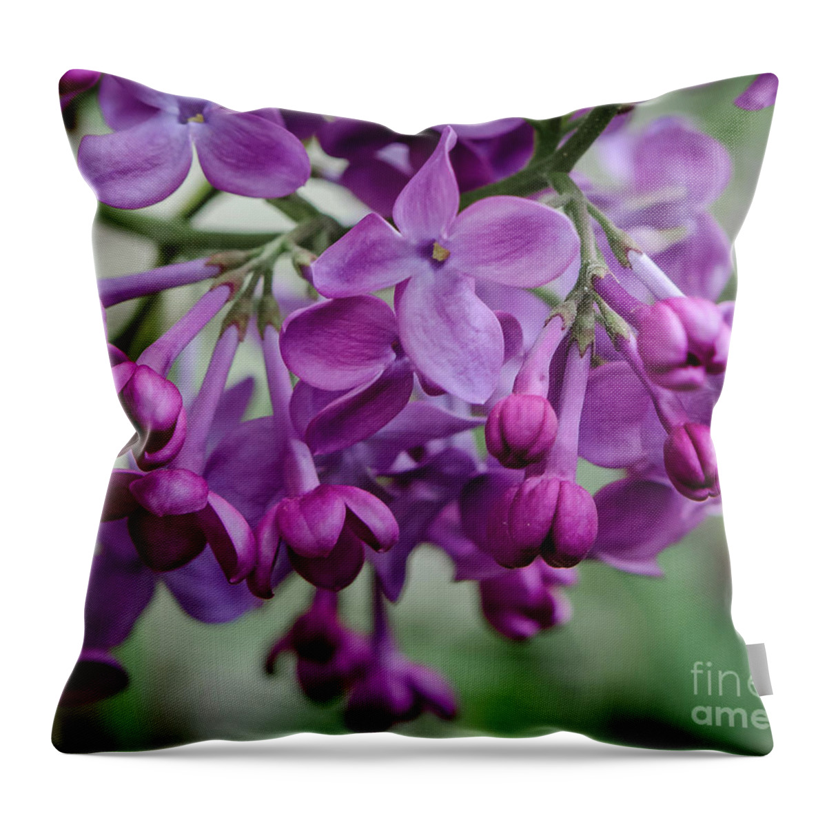 Lilacs Throw Pillow featuring the photograph Lilac 1 by Pat Lucas