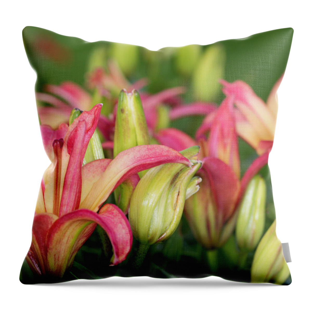 Red And Yellow Lily Throw Pillow featuring the photograph Lily Display by Steve Purnell