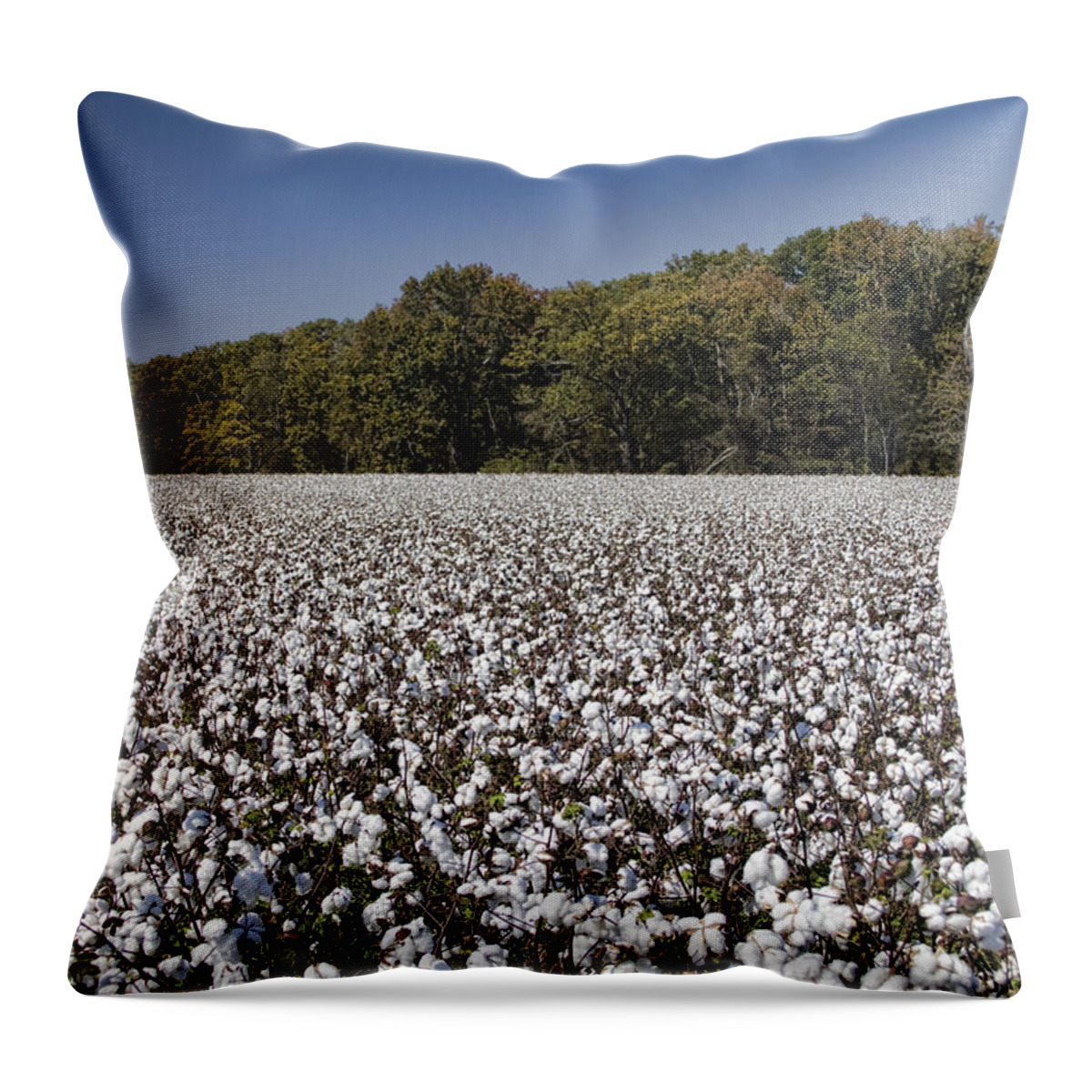 Cotton Throw Pillow featuring the photograph Limestone County Alabama Cotton Crop by Kathy Clark