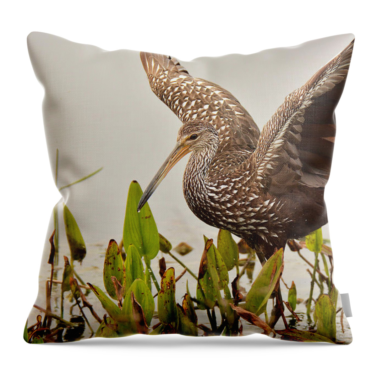 Bird Throw Pillow featuring the photograph Limpkin by Alan Lenk