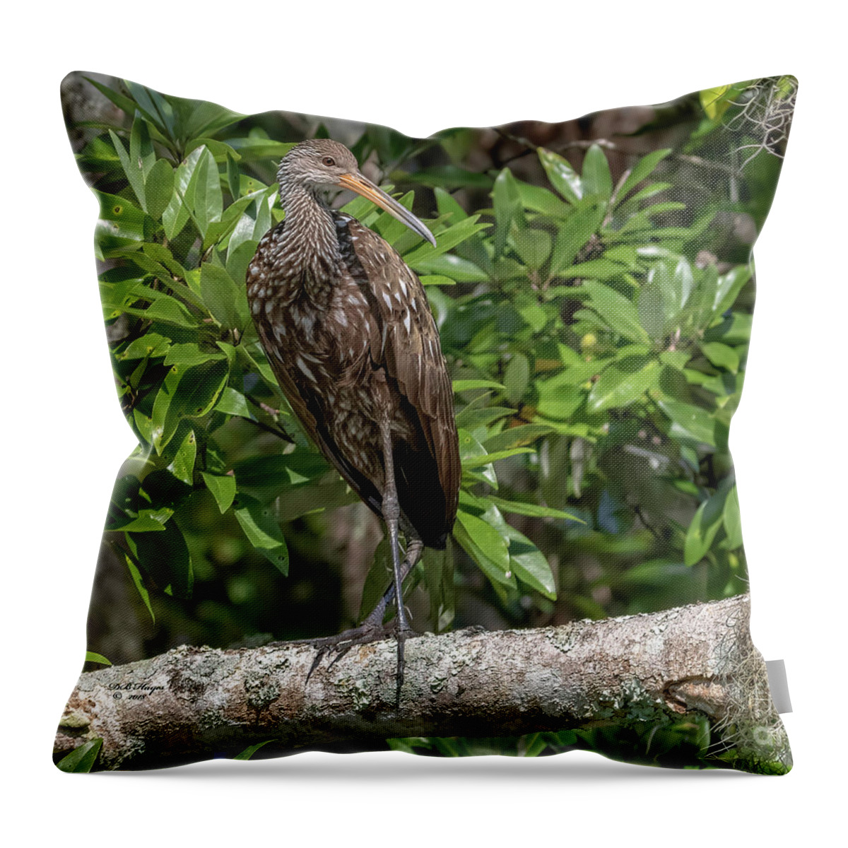 Birds Throw Pillow featuring the photograph Limpkin - Aramus Guarauna by DB Hayes
