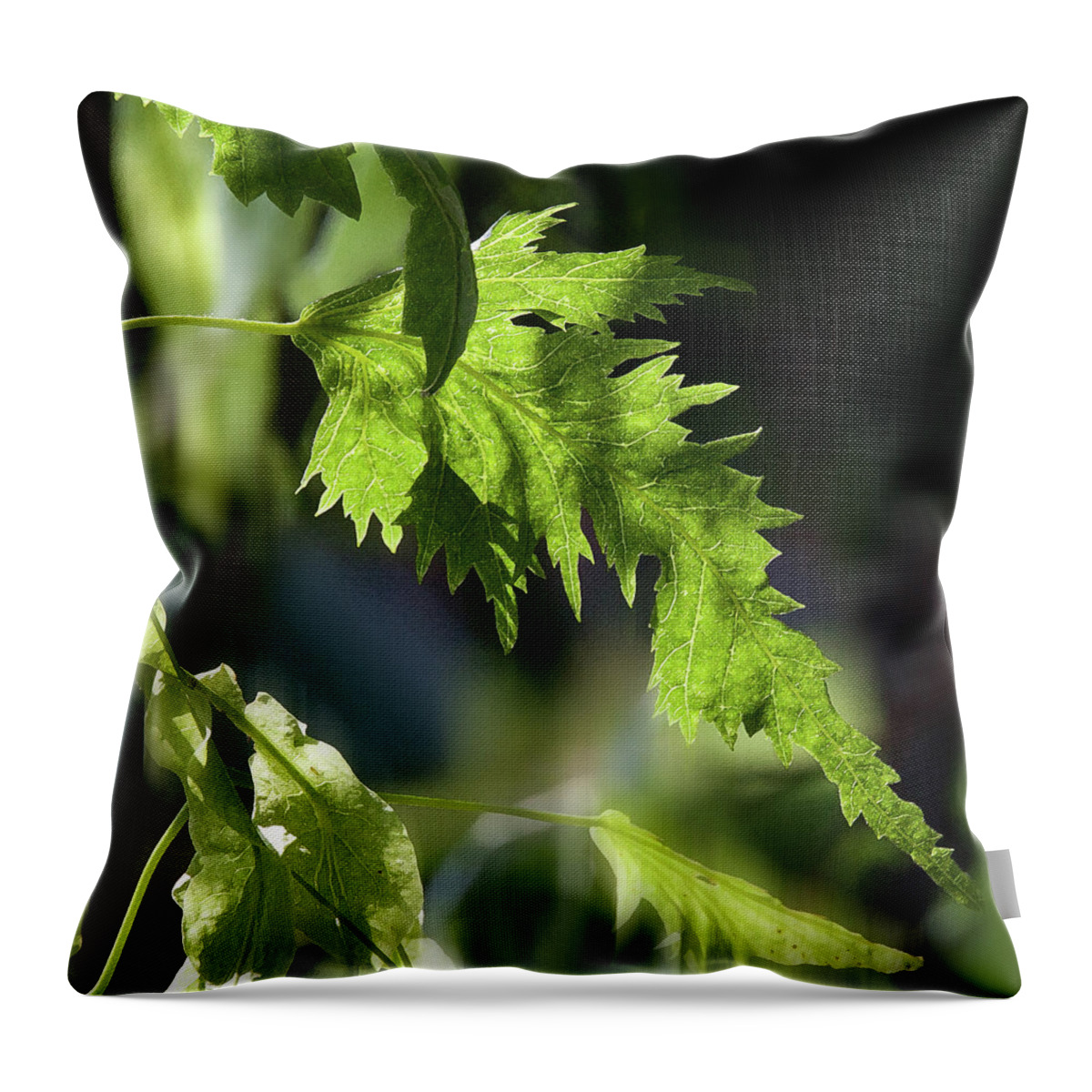 Linden Leaf Throw Pillow featuring the photograph Linden Leaf - by Julie Weber