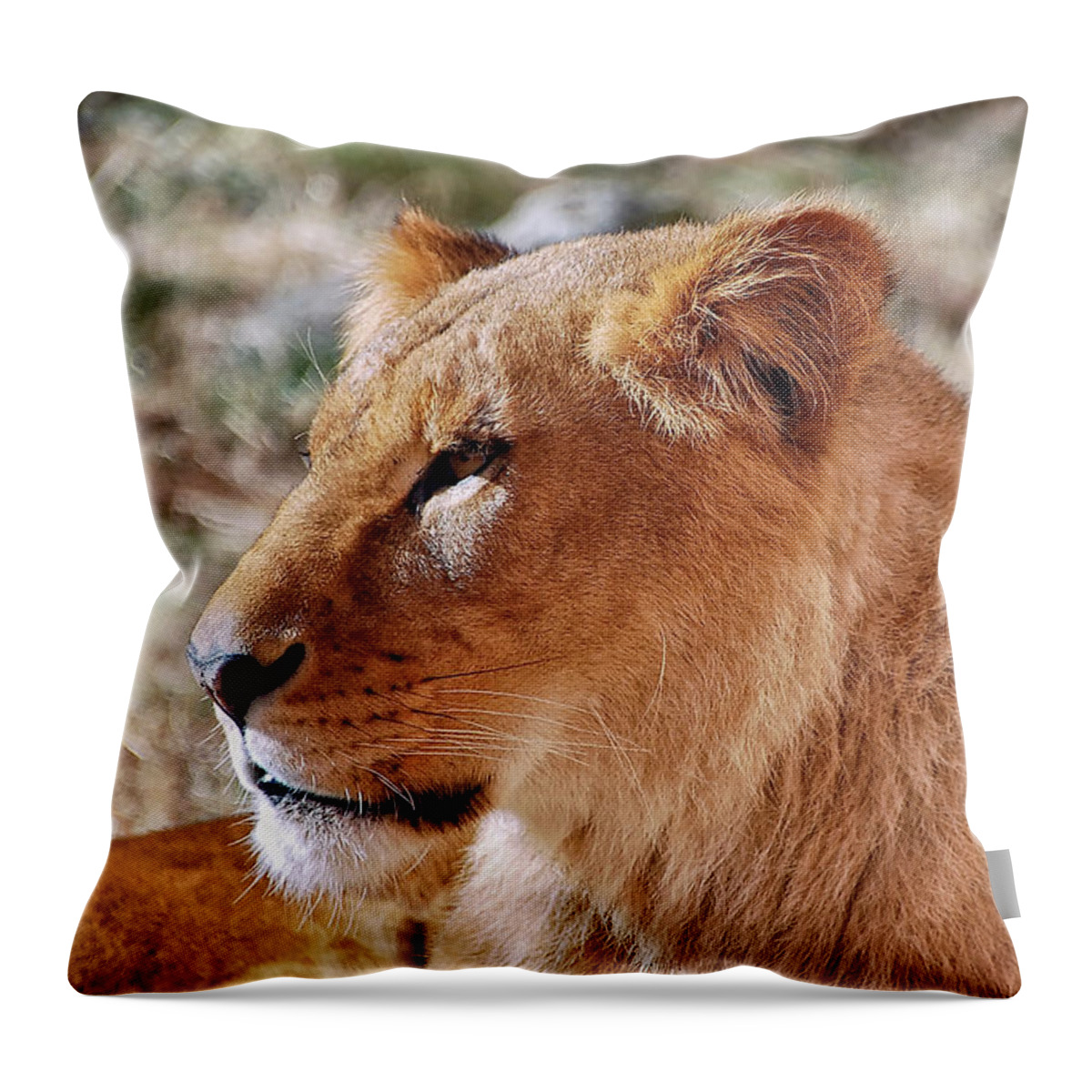 Lion Throw Pillow featuring the photograph Lion around by Kuni Photography