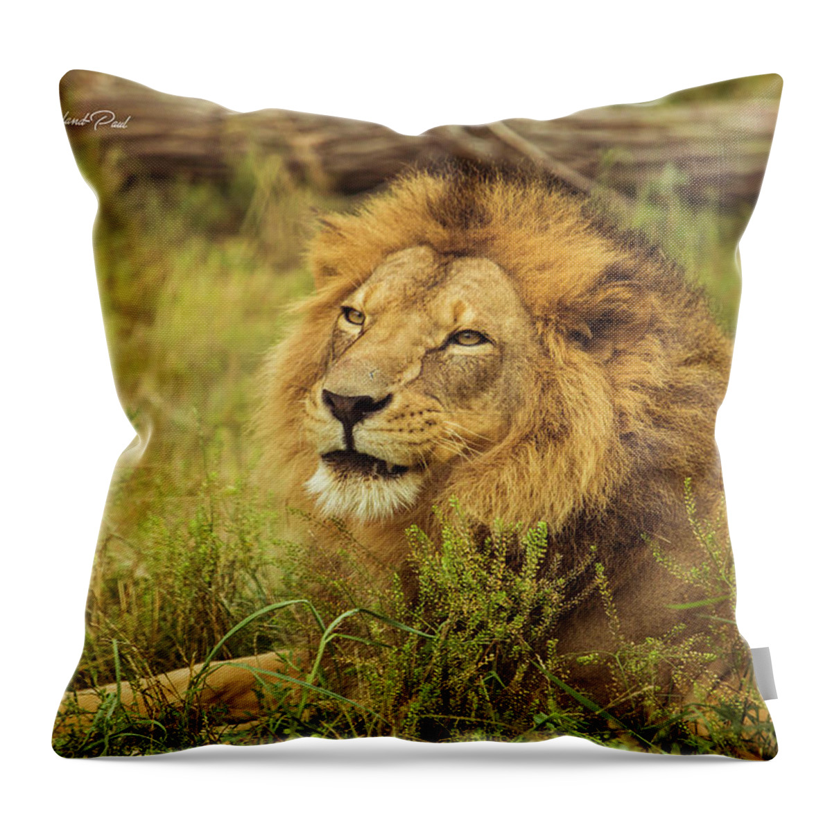 African Throw Pillow featuring the photograph African Lion Portrait by Joann Copeland-Paul