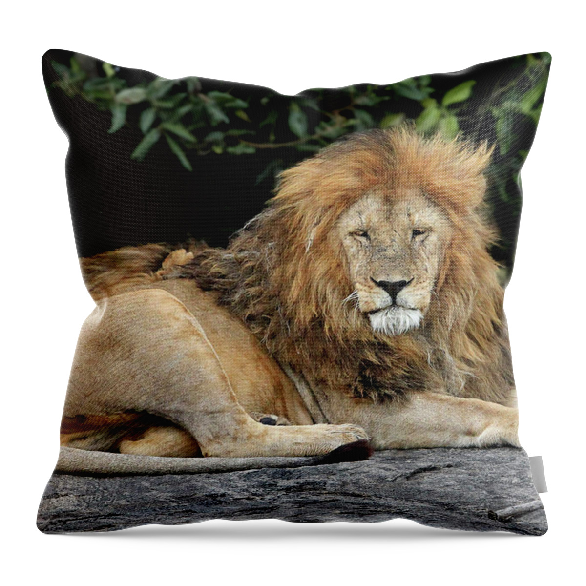 Lion Throw Pillow featuring the photograph Lion Resting on the Rocks in Africa by Gill Billington