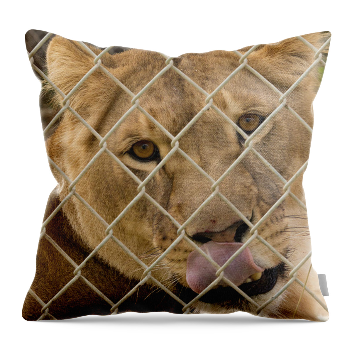 Animal Throw Pillow featuring the photograph Lioness Licks by Travis Rogers
