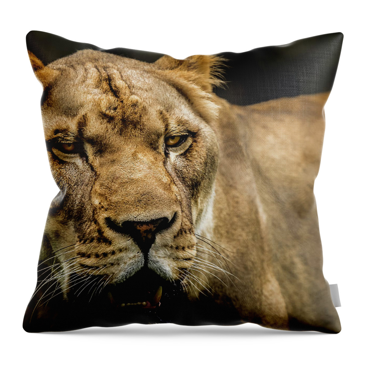 Panthera Throw Pillow featuring the photograph Lioness by Ron Pate