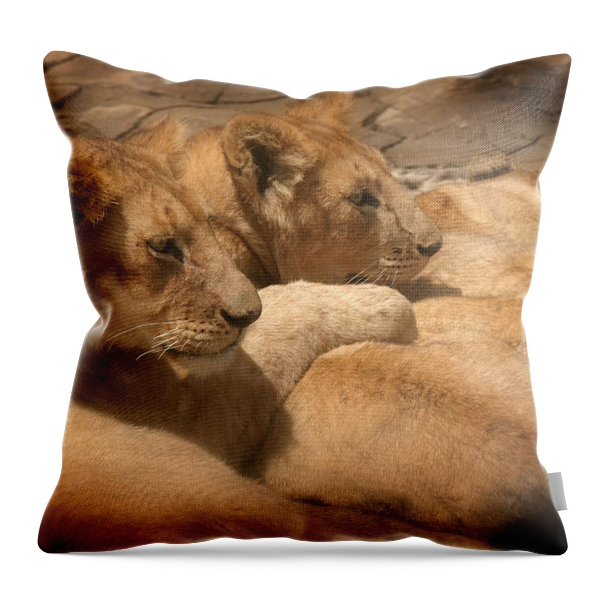 Lions Throw Pillow featuring the photograph Lions of Serengeti by Joseph G Holland