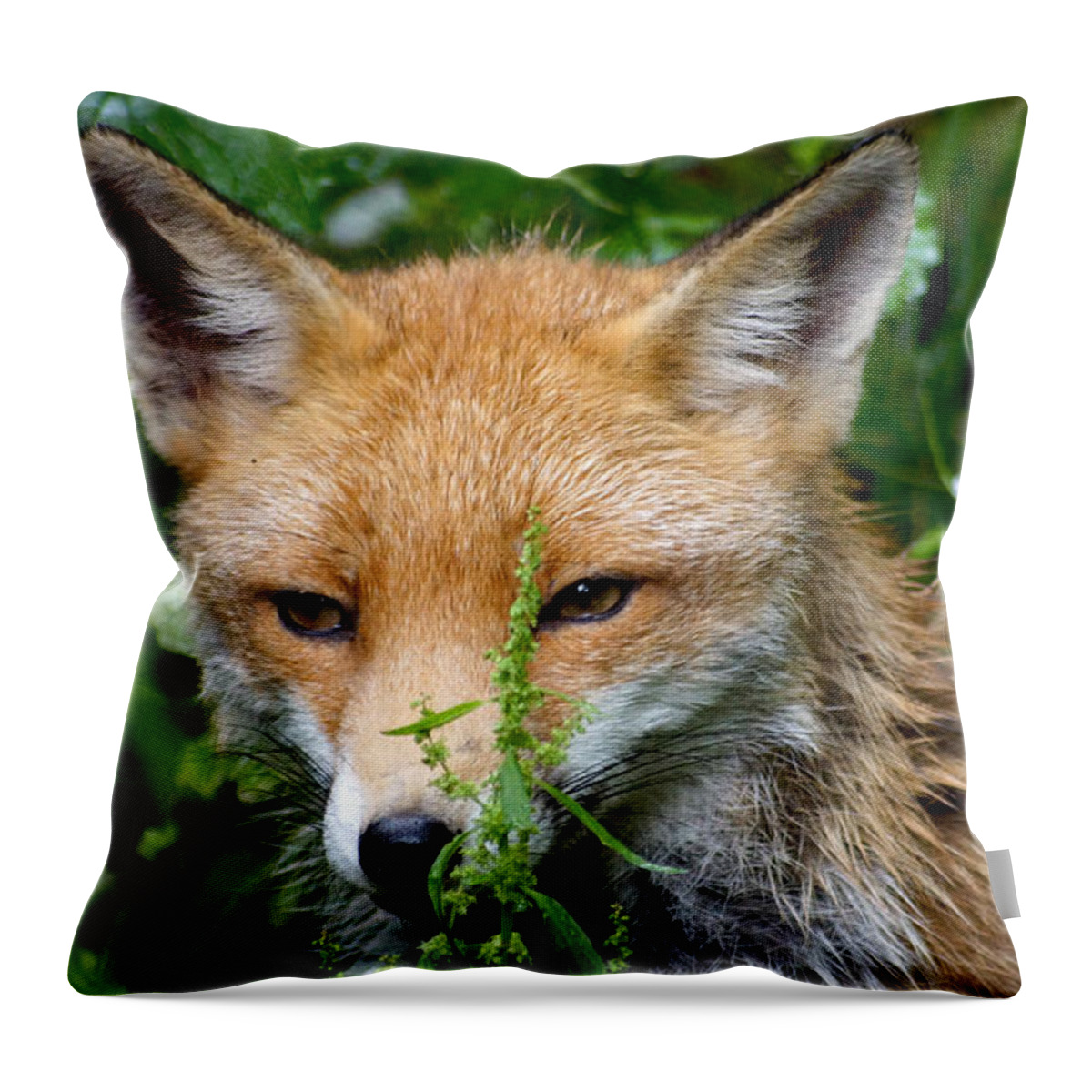 Fox Throw Pillow featuring the photograph Little Baby Fox by Eva-Maria Di Bella