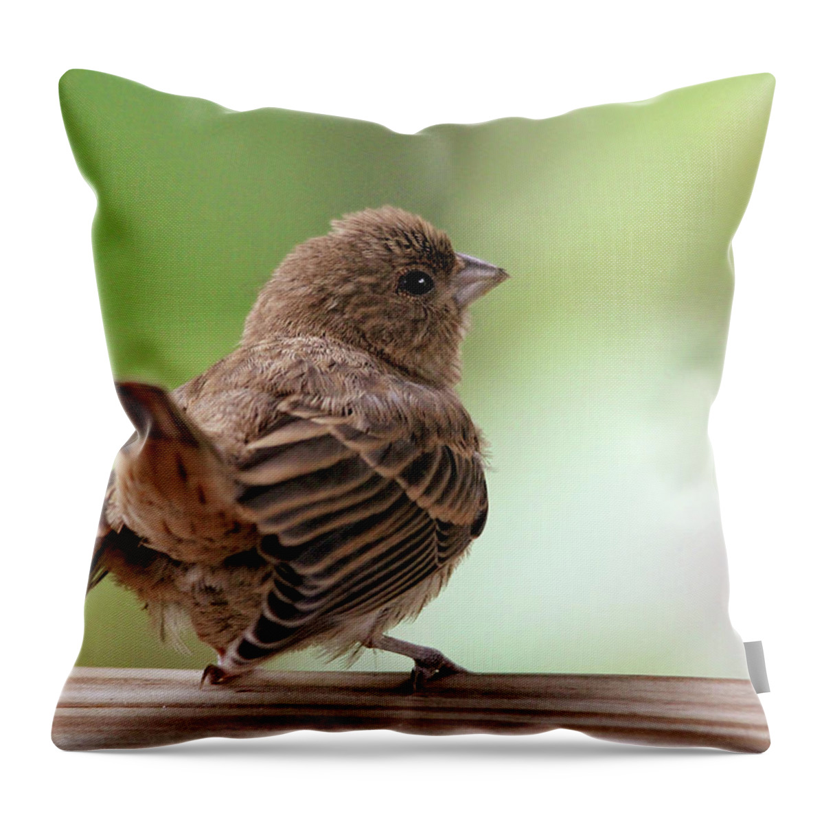 Birds Throw Pillow featuring the photograph Little Bird by Trina Ansel