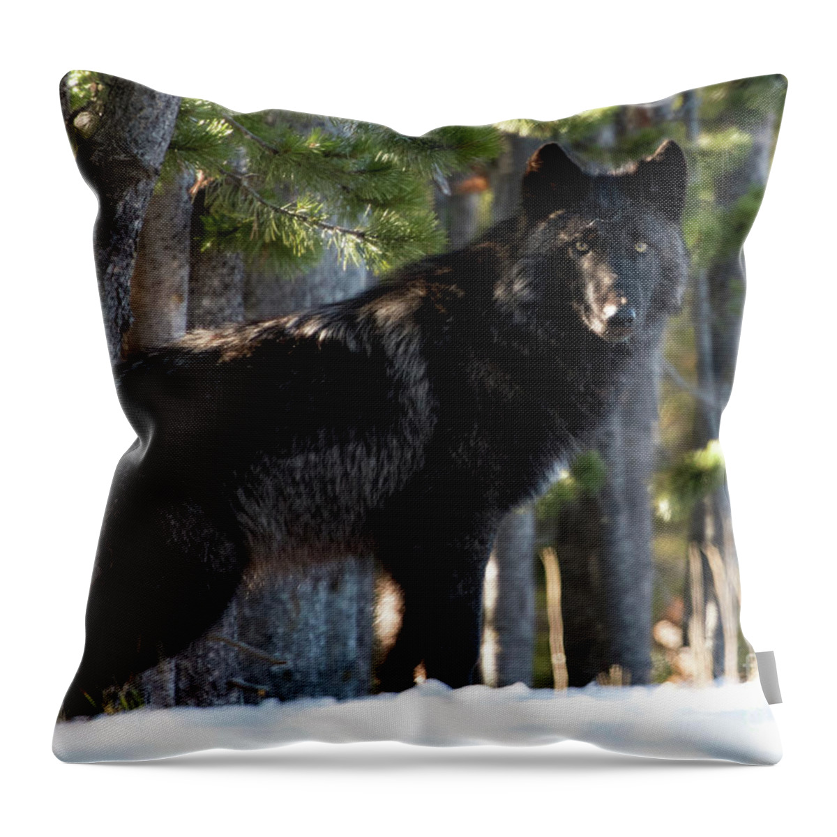 Wolf Throw Pillow featuring the photograph Little Blackie by Deby Dixon