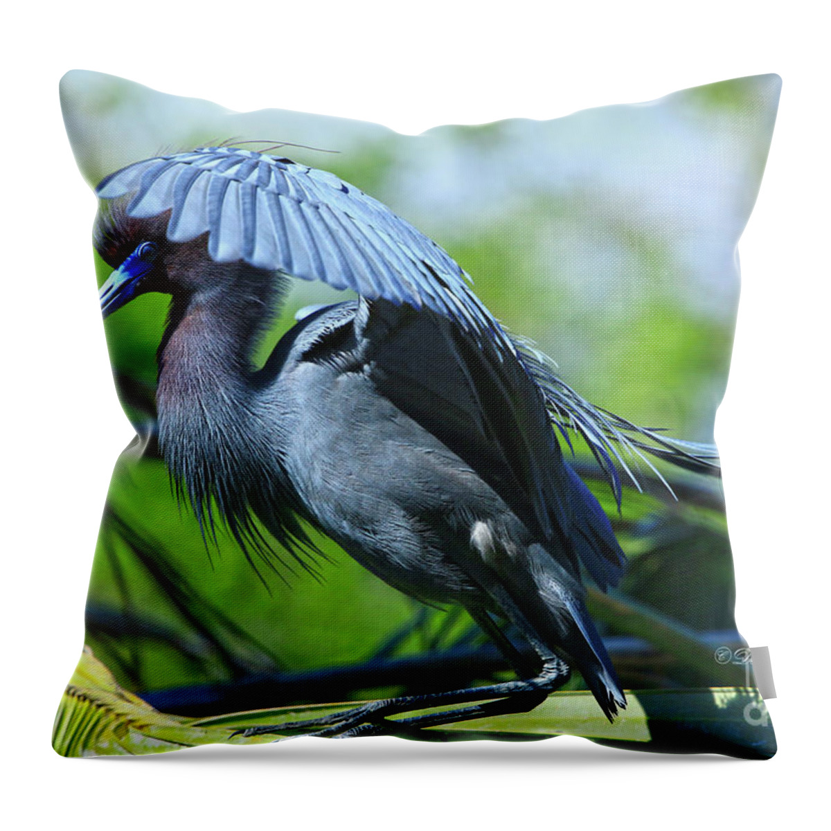 Heron Throw Pillow featuring the photograph Little Blue Heron Alligator Farm by Deborah Benoit