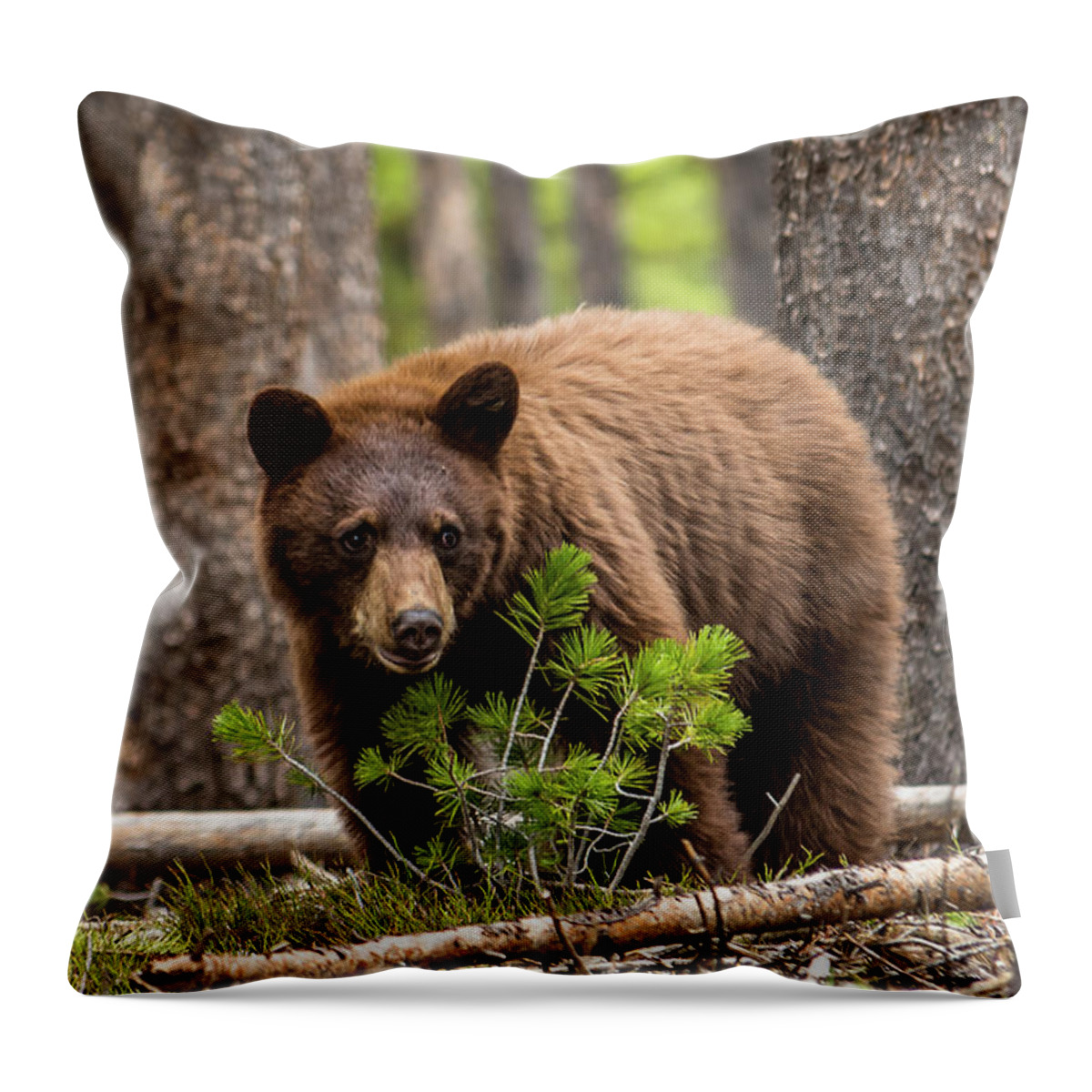 Black Bear Throw Pillow featuring the photograph Little Cinnamon In Forest by Yeates Photography
