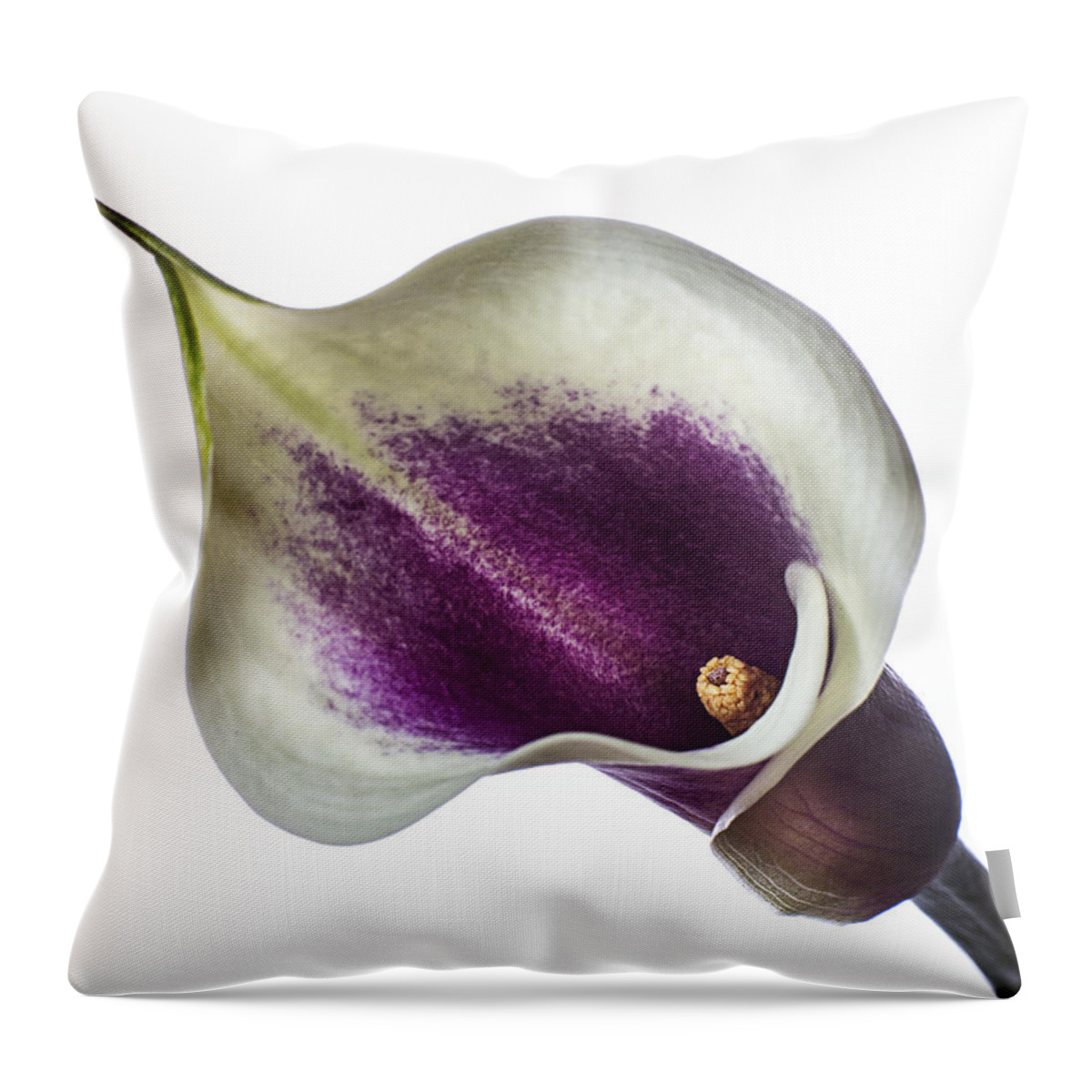 Flower Throw Pillow featuring the photograph Little Colored Calla Lily by Endre Balogh