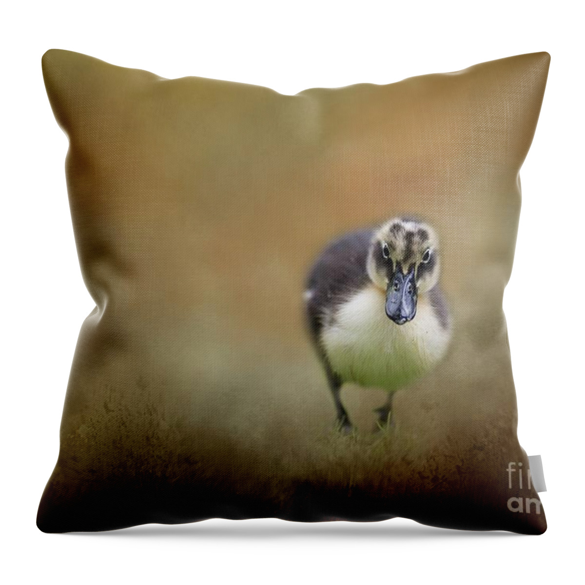 Baby Throw Pillow featuring the photograph Little Cutie by Eva Lechner