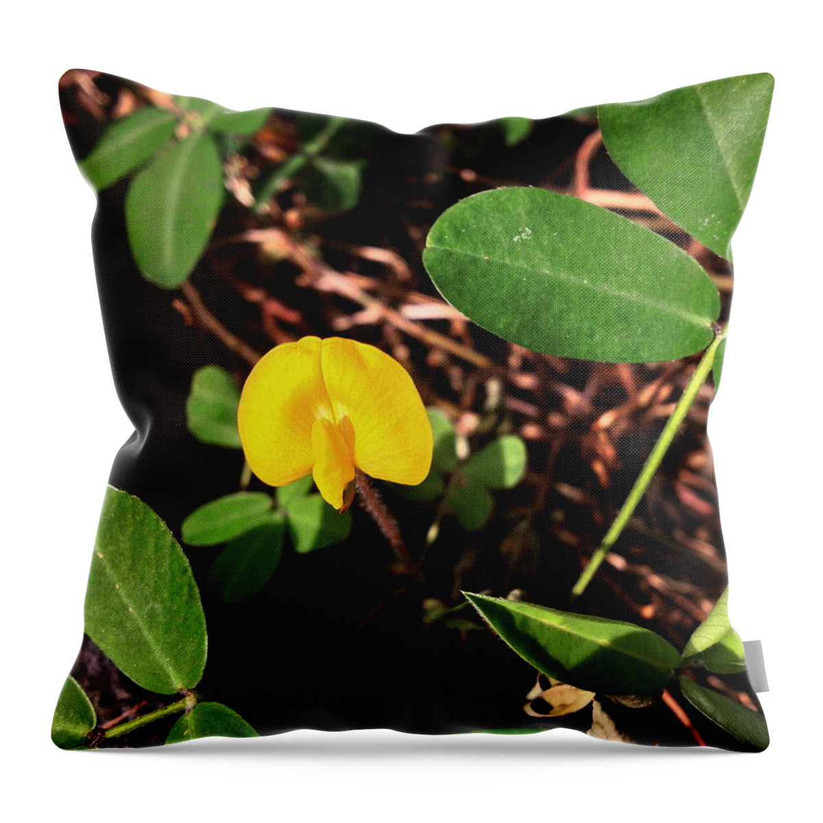 Orchid Throw Pillow featuring the photograph Little Flower by Cesar Vieira