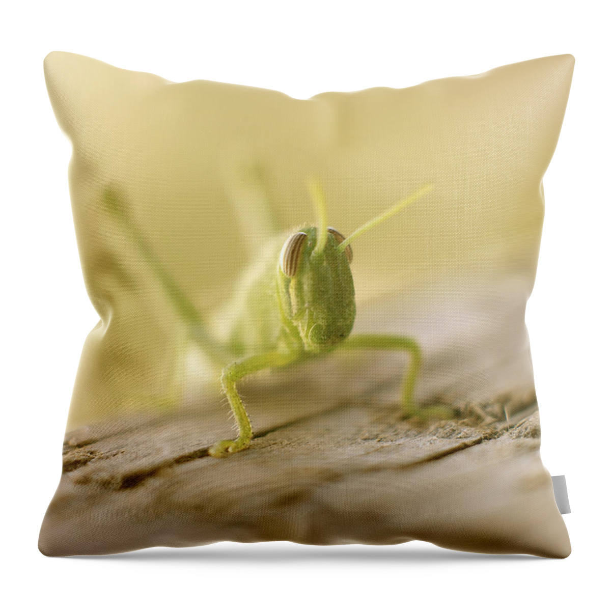 Lucky Grasshopper Throw Pillow featuring the photograph Little Grasshopper by Claudia Ellis