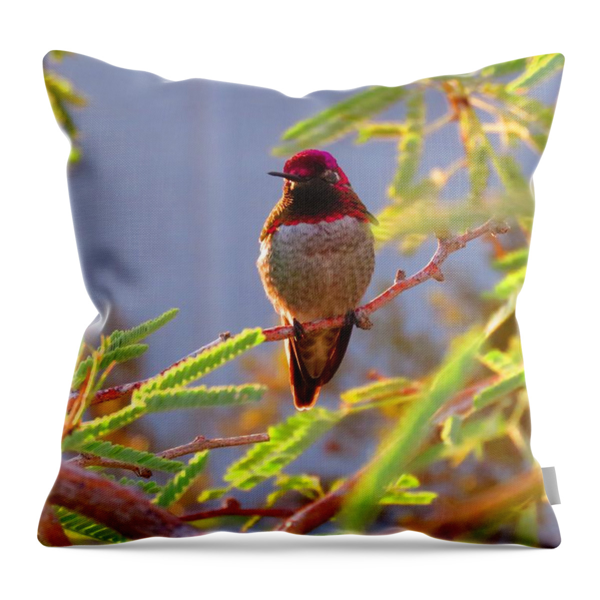  Arizona Throw Pillow featuring the photograph Little Jewel with Wings Third Version by Judy Kennedy