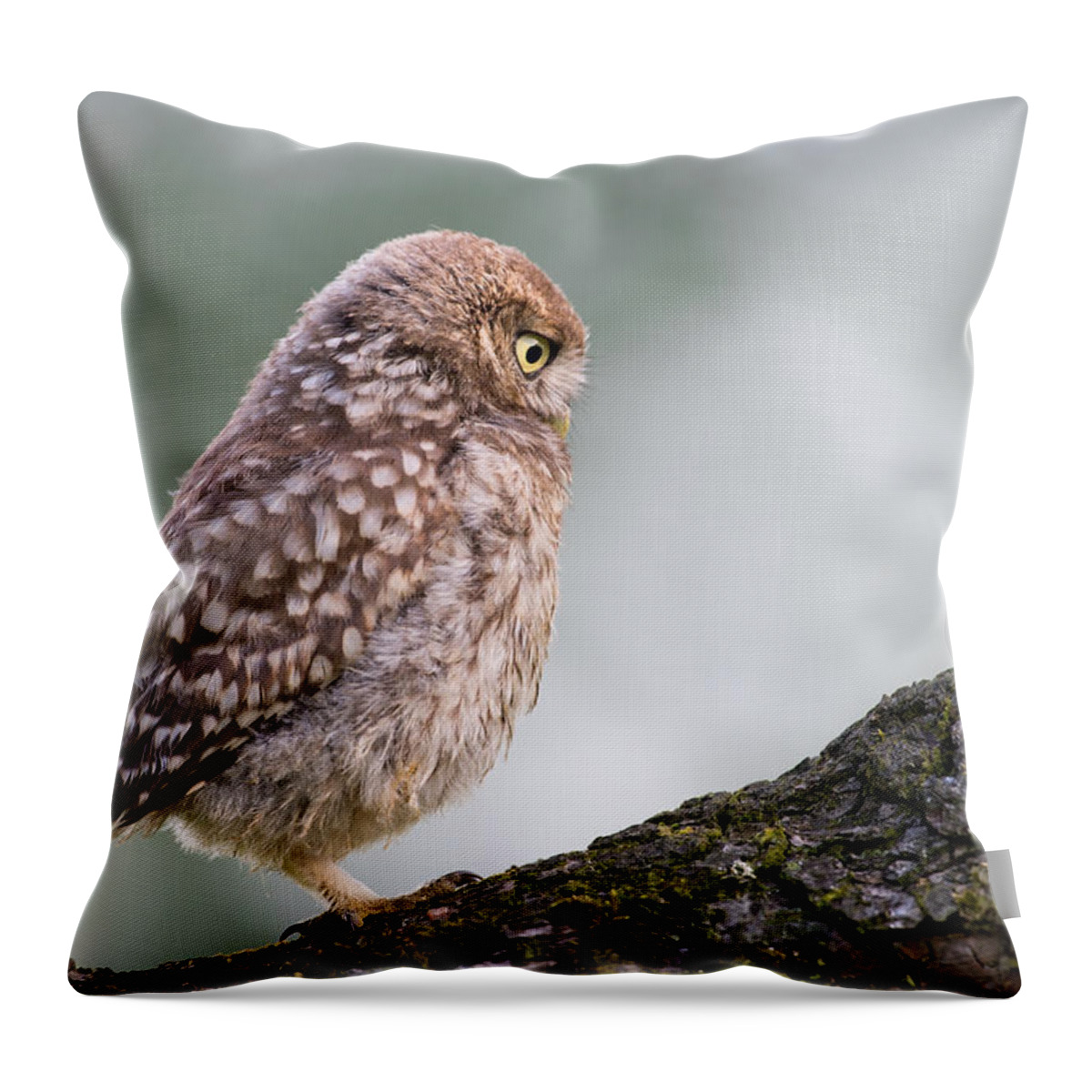 Athene Noctua Throw Pillow featuring the photograph Little Owl Chick Practising Hunting Skills by Roeselien Raimond