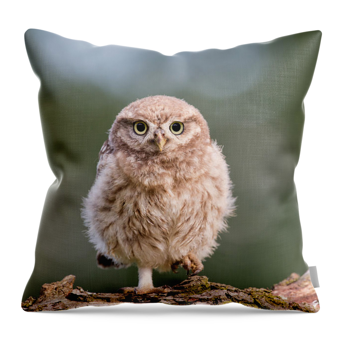 Owl Throw Pillow featuring the photograph Little Owl Chick by Roeselien Raimond