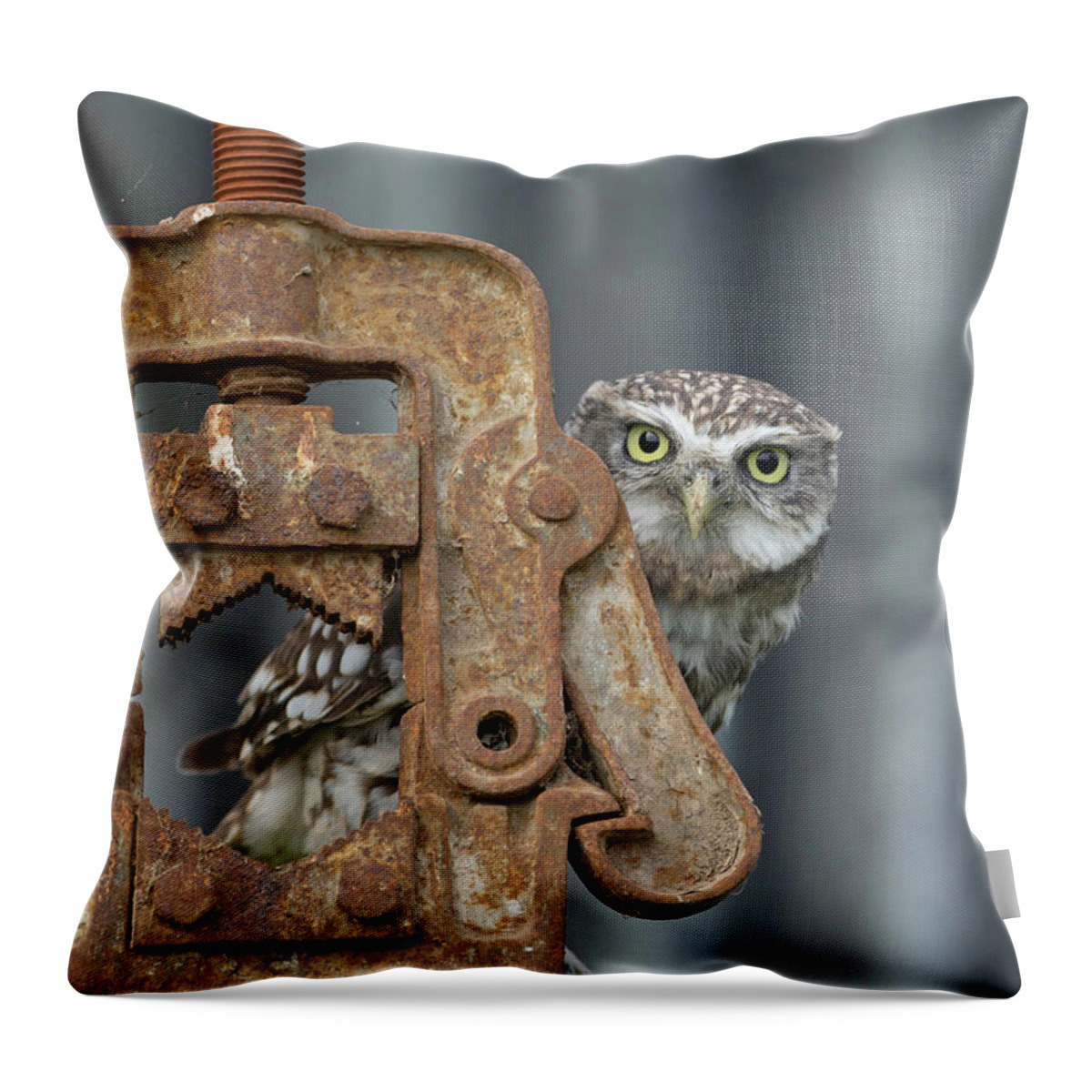 Little Owl Throw Pillow featuring the photograph Little Owl Peeking by Pete Walkden