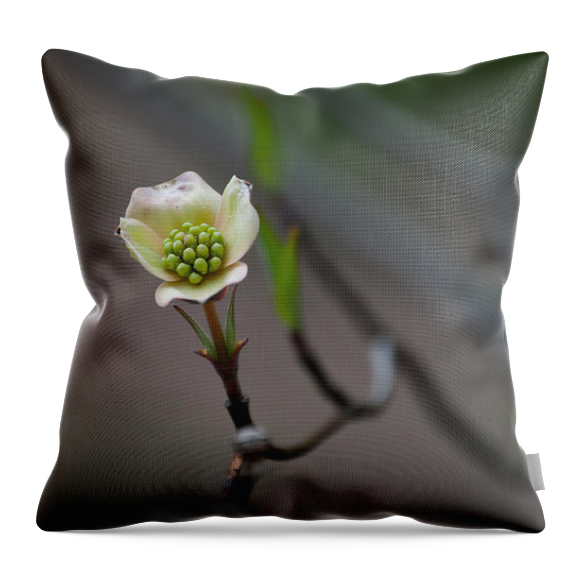 Plant Throw Pillow featuring the photograph Little Sprout by Trish Tritz