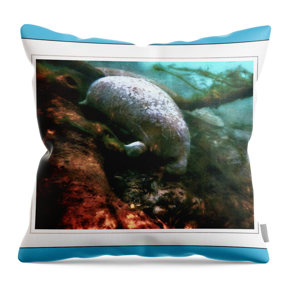 Manatee Family 1 Throw Pillow featuring the photograph Little White Manatee by Sheri McLeroy