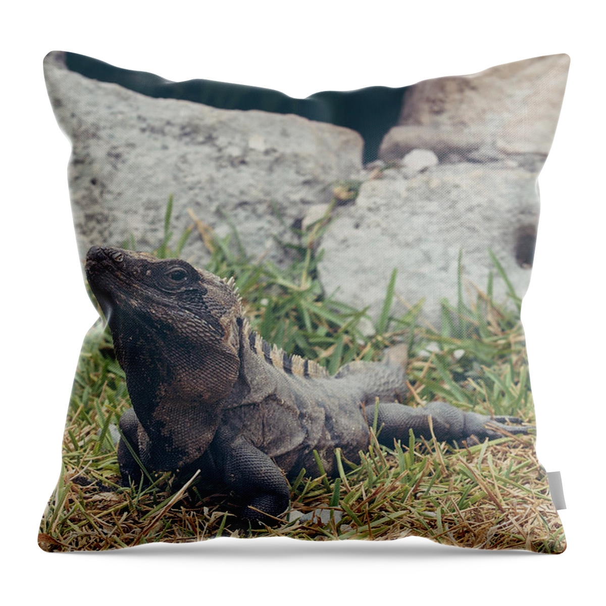 Lizard Throw Pillow featuring the photograph Lizards and More by Alex Leaming