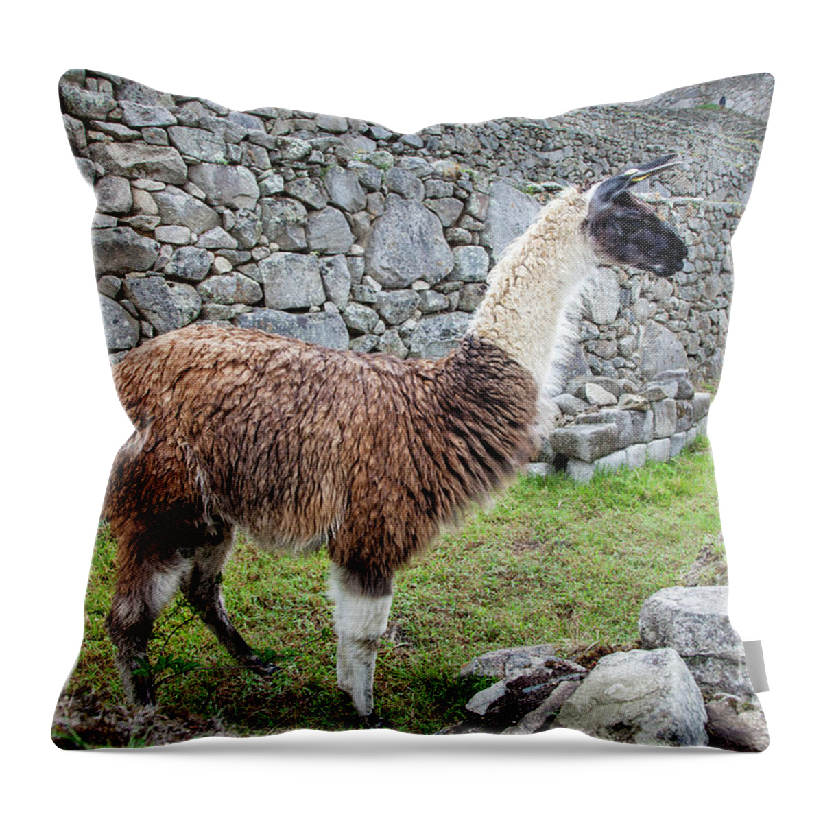 Machupiccchu Throw Pillow featuring the photograph Llama At Machu Picchu by Timothy Hacker