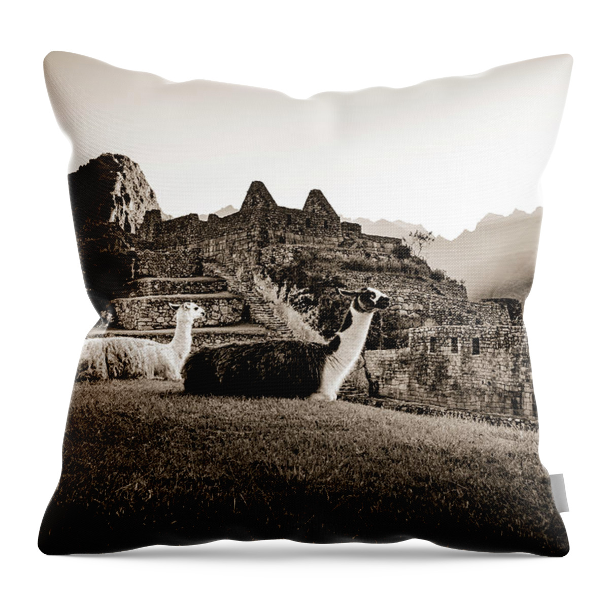 Sunrise Throw Pillow featuring the photograph Llamas at First Light by Oscar Gutierrez