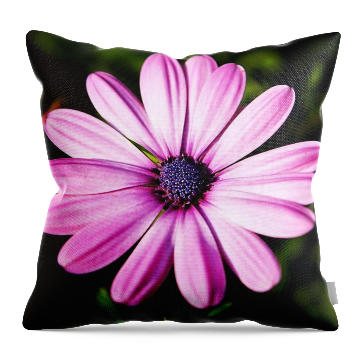 Daisy Throw Pillow featuring the photograph Lo Fi Daisy by Justin Connor