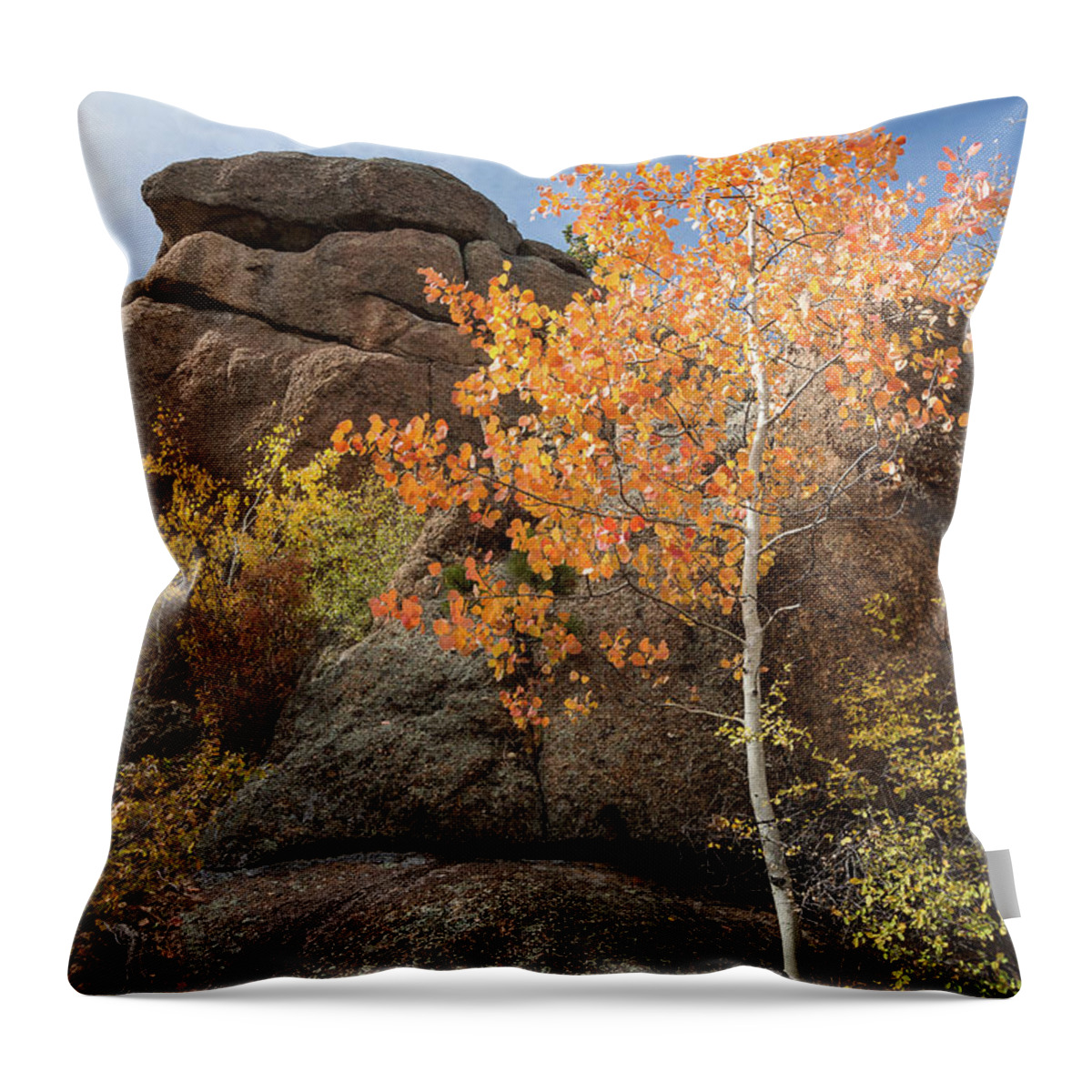 Aspen Throw Pillow featuring the photograph Lone Aspen by Tim Newton