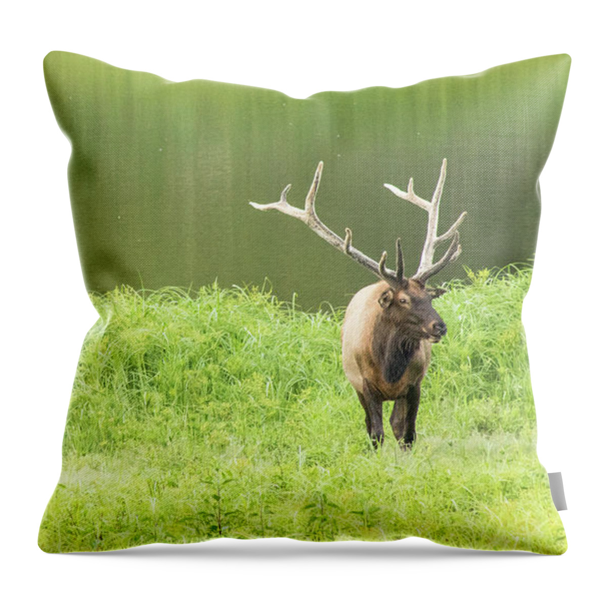 Elk Throw Pillow featuring the photograph Lone Elk by Holly Ross