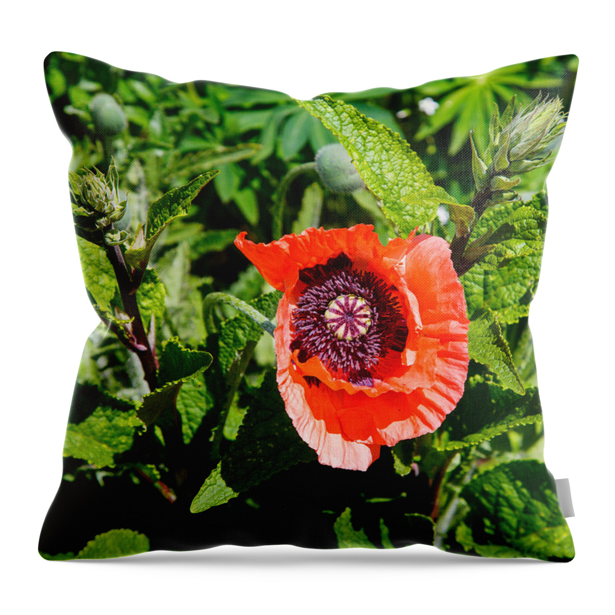 Nature Throw Pillow featuring the photograph Caught My Eye by Allan Levin