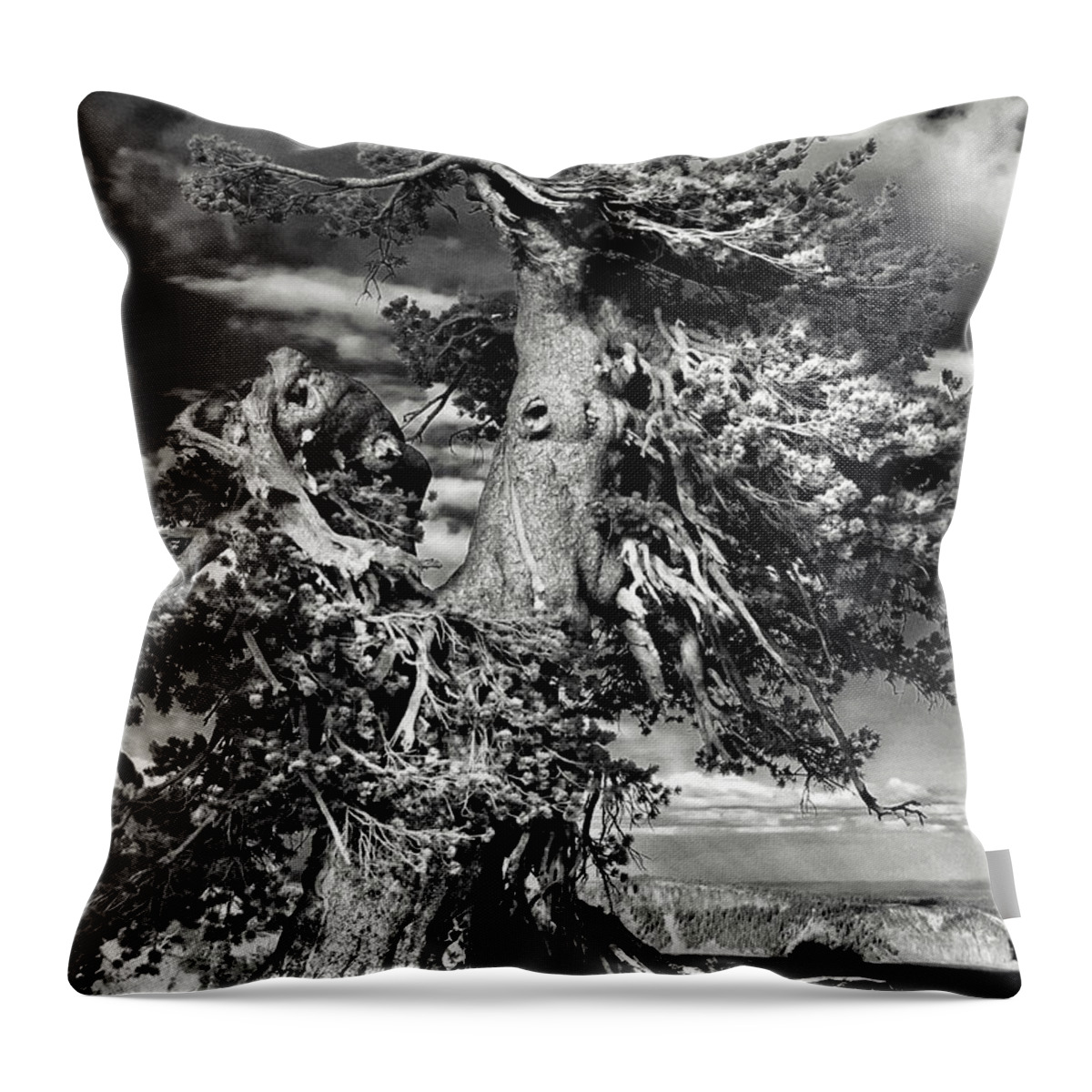 Bristlecone Pine Trees Throw Pillow featuring the photograph Lone gnarled old Bristlecone Pines at Crater Lake - Oregon by Alexandra Till