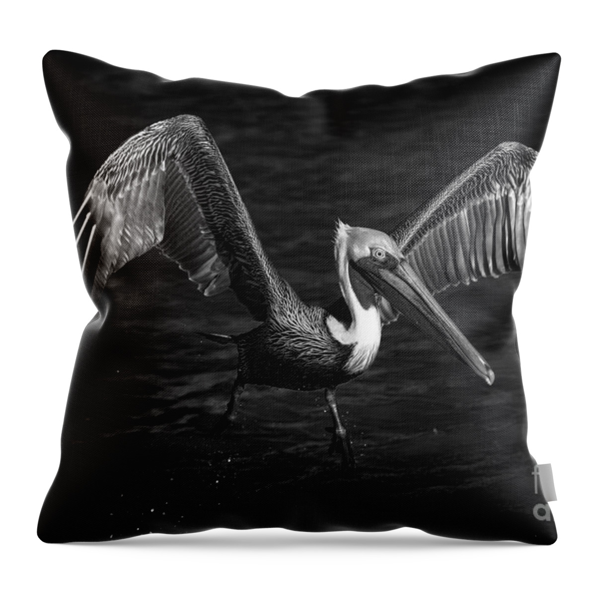 Pelican In Flight Throw Pillow featuring the photograph Lone Pelican in flight - black and white by Stefano Senise
