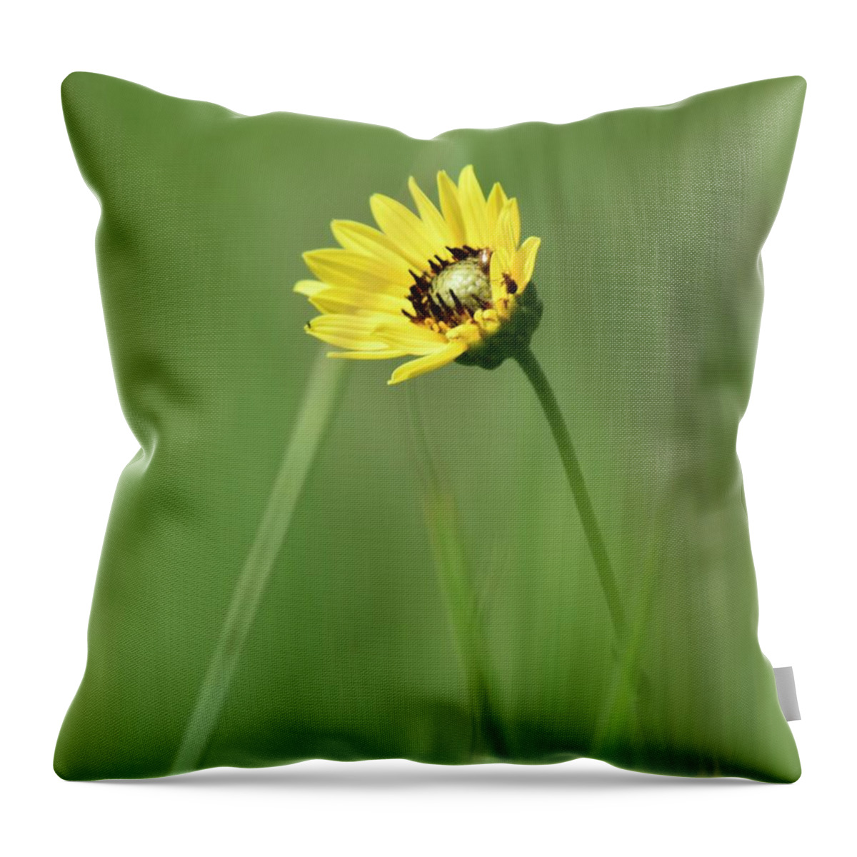 Flower Throw Pillow featuring the photograph Lone Wildflower by Nicole Crabtree