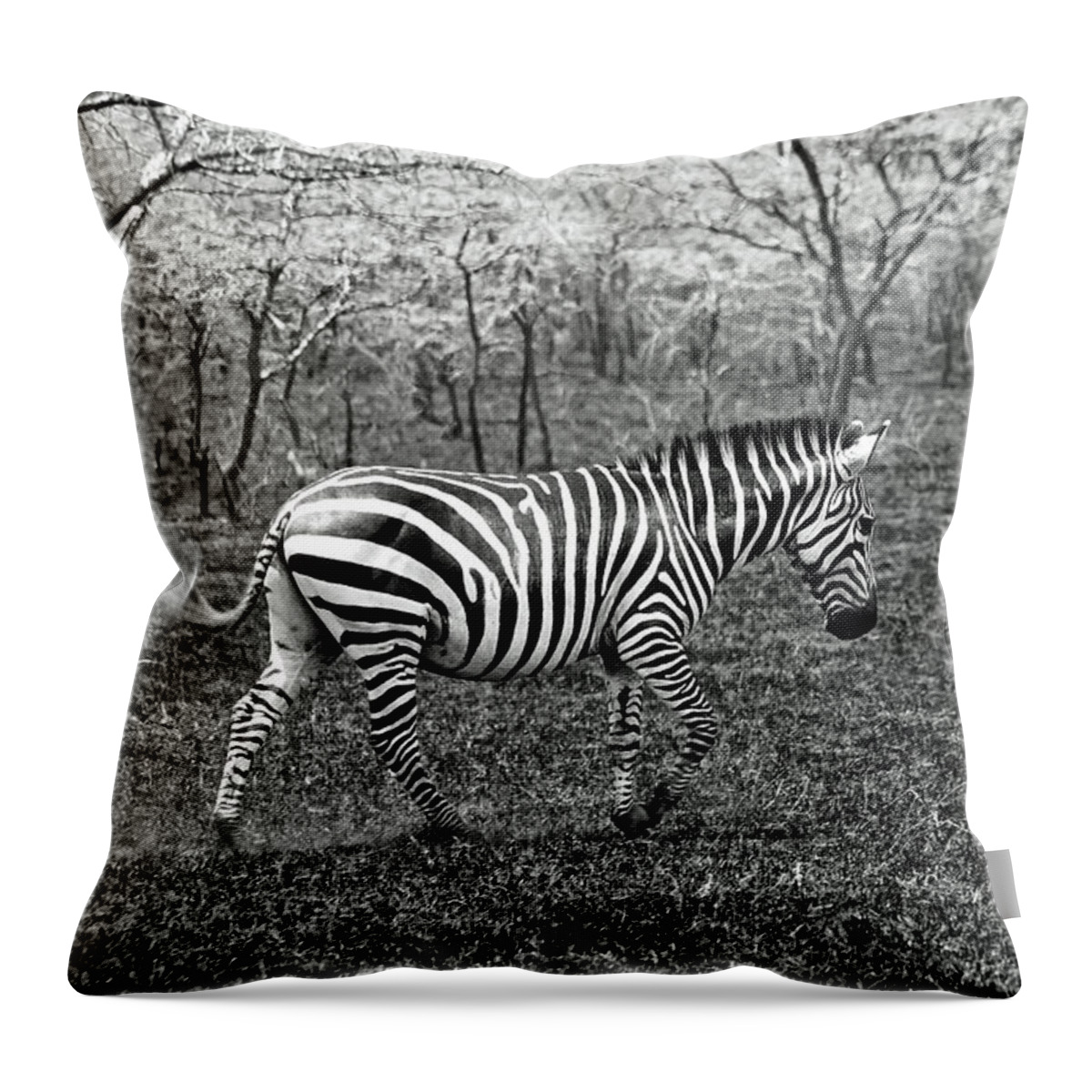 Uganda Throw Pillow featuring the photograph Lone Zebra by Michael Cinnamond