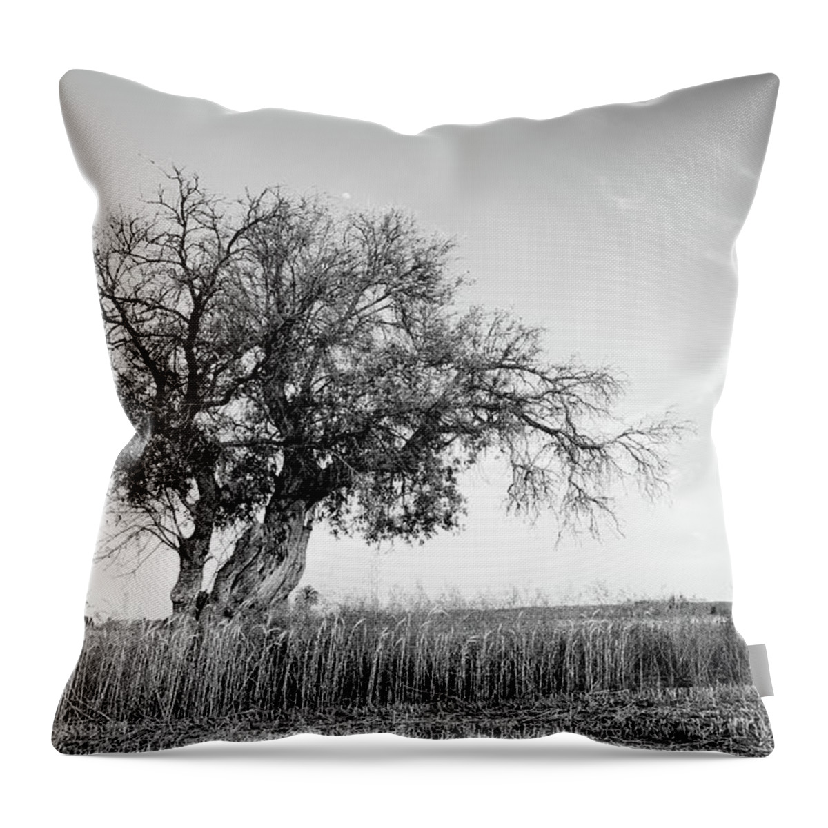 Trees Throw Pillow featuring the photograph Lonely olive tree in the field by Michalakis Ppalis