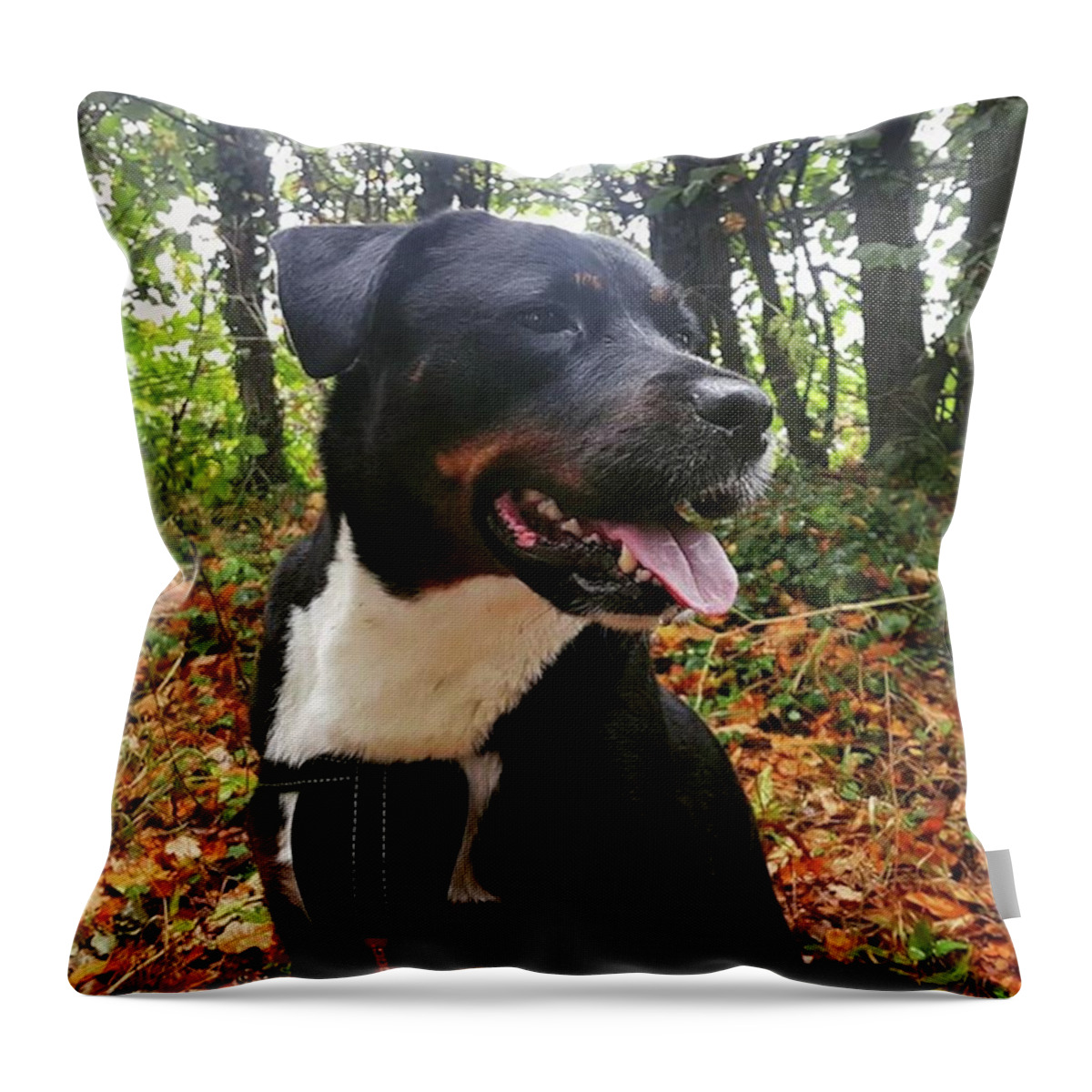 Dogs Throw Pillow featuring the photograph Autumn Walkies by Rowena Tutty