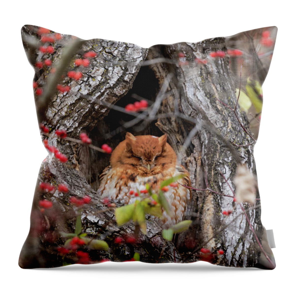 Owl Throw Pillow featuring the photograph Long Winter's Nap... by Holly Ross