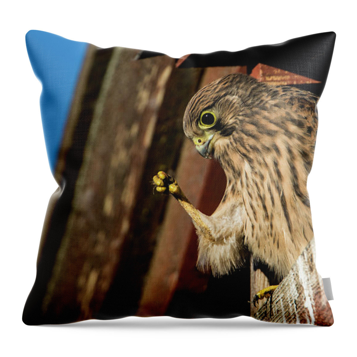 Look Throw Pillow featuring the photograph Look by Torbjorn Swenelius