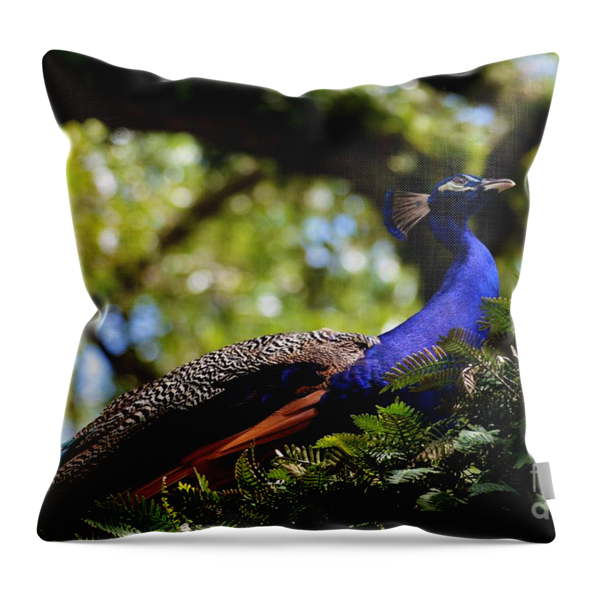 Peacock Throw Pillow featuring the photograph Look Up by Julie Adair